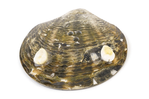 Blacklip Tahitian Pearl Oyster Shell Soap Dish