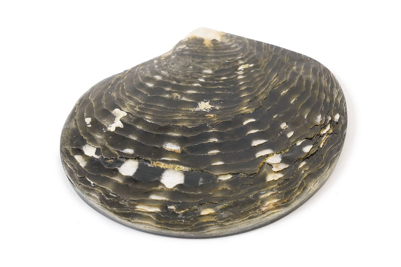 Shark Carved Blacklip Tahitian Pearl Oyster Shell