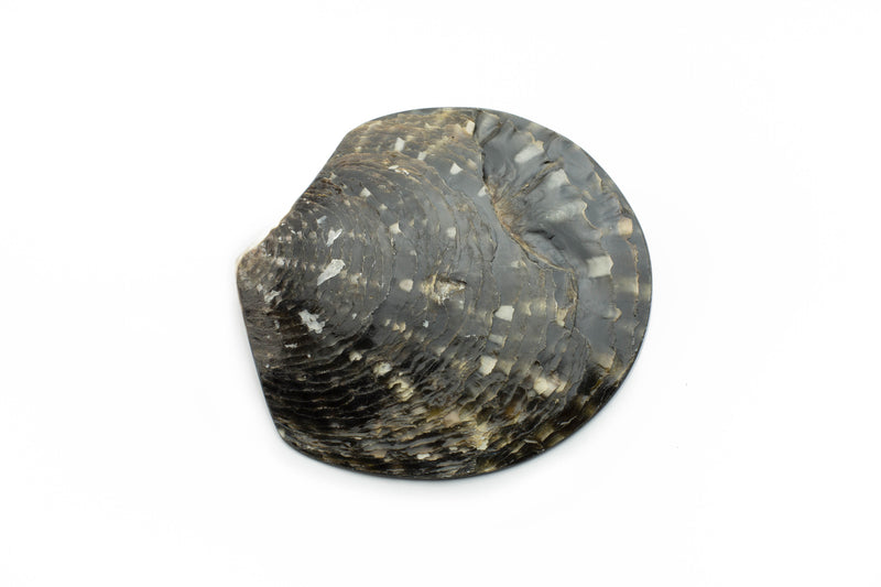 Tahitian blacklip oyster shell
