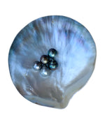 8 to 10mm Kamoka Loose Tahitian Pearl With Polished Shell